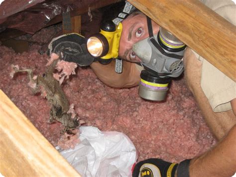 Animal removal from attic. Things To Know About Animal removal from attic. 